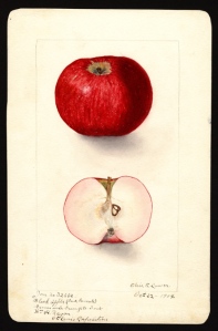 Black Apple, Elsie E. Lower, 1904, watercolor